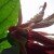 Profile picture of Sara Dumas