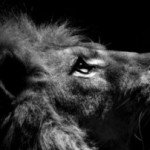 Profile picture of Dovikles