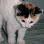 Profile picture of Olive