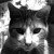 Profile picture of tallcat