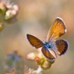 Profile picture of PygmyBlue