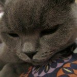 Profile picture of Zoë Aiko