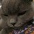 Profile picture of Zoë Aiko