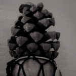 Profile picture of LA Deck