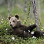 Profile picture of littleblackbear