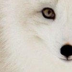 Profile picture of avonlea