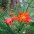 Profile picture of crocosmia