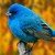 Profile picture of Blue Bird
