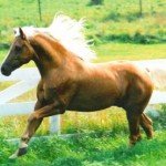 Profile picture of golden brumby