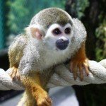 Profile picture of chunkymonkeyfudgepops