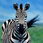 Profile picture of zebra