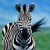 Profile picture of zebra