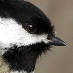 Profile picture of chickadee