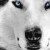 Profile picture of Glasya:.