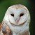 Profile picture of Owl's Eye