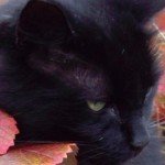 Profile picture of Aenea